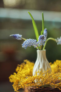 Close-up of yellow flowering plant