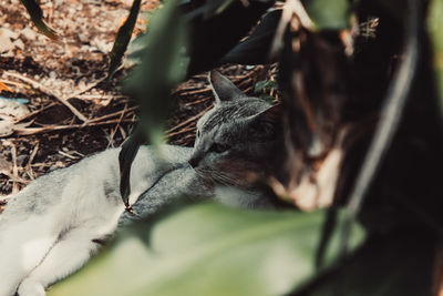 Close-up of cat sleeping