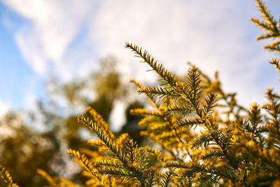 Yew tree taxus baccata branch copy space close up. european evergreen yew tree in beautiful sunlight