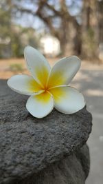 Close-up of frangipani on rock