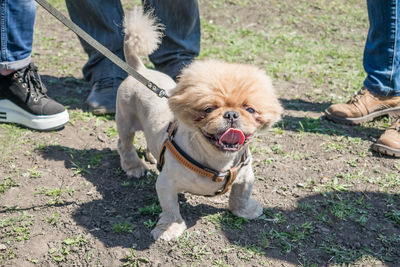 Cute and funny brown grooming pekingese dog in green grass background. 