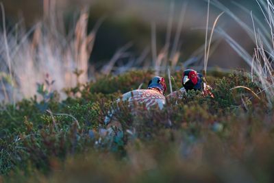 Pheasants amidst plants on field