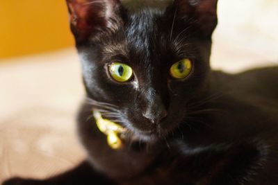 Close-up portrait of cat