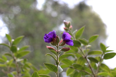 Close-up of purple flowering plant
