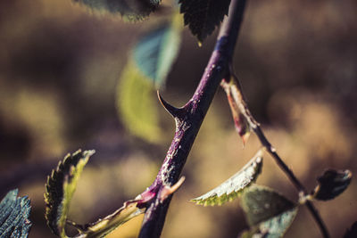 Close-up of thorn plant against blurred background