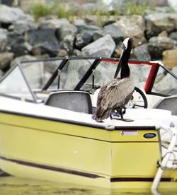 Close-up of cat against blurred background
