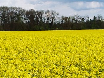 Scenic view of oilseed rape field against sky