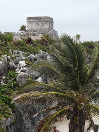 Plants growing on rock against sky