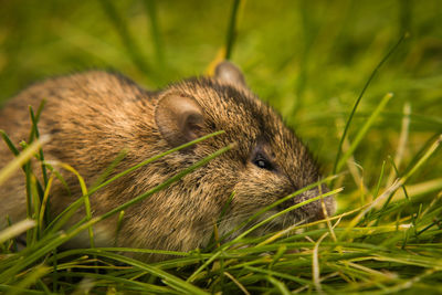 Close-up of rat on field