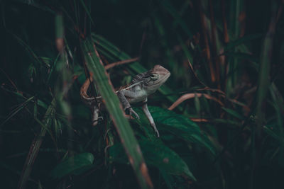 View of a bird on field