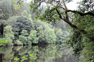 Trees growing in forest