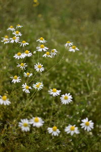 Close-up of white daisy flowers on field