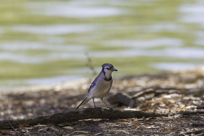 Bird perching on rock