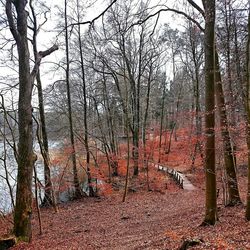 Bare trees in forest