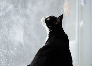 Close-up of cat looking through window at home during winter