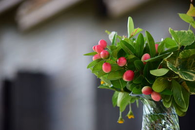 Close-up of pink flowering plant