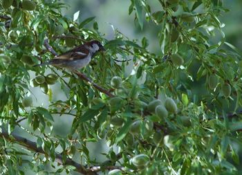 Bird perching on tree trunk