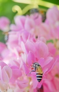 Close-up of insect on pink flower