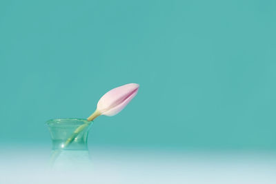 Flower in glass against blue background