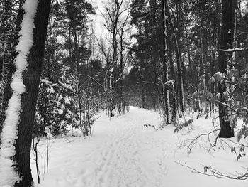 Trees on snow covered field during winter