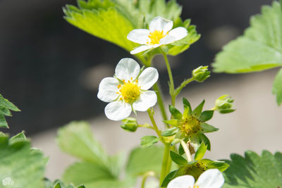 Close-up of white flowers blooming outdoors