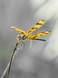 Close-up of insect on flower