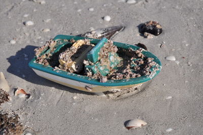 Close-up of dead fish on ground