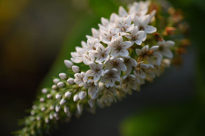 Close-up of white flowering plant