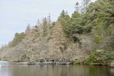 Scenic view of lake in forest against sky