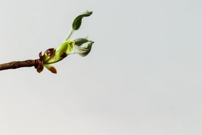 Close-up of flower buds against white background