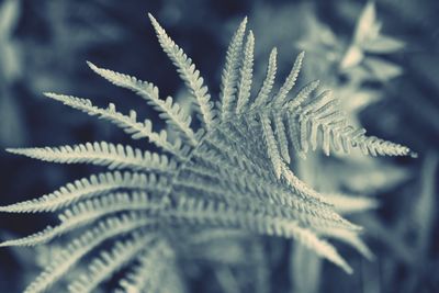 Close-up of fern growing outdoors