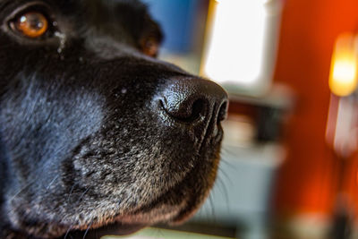 Close-up of dog looking away