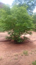 Close-up of tree