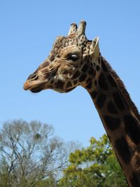 Low angle view of giraffe against clear sky