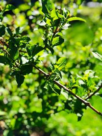 Close-up of green leaves on plant