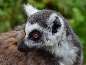 Close-up portrait of rabbit