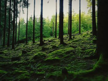 Trees in forest