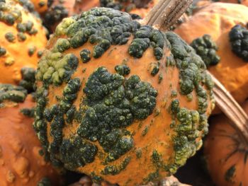 Close-up of pumpkin
