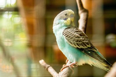 Close-up of parkeet perching on branch