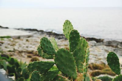 Close-up of succulent plant on sea