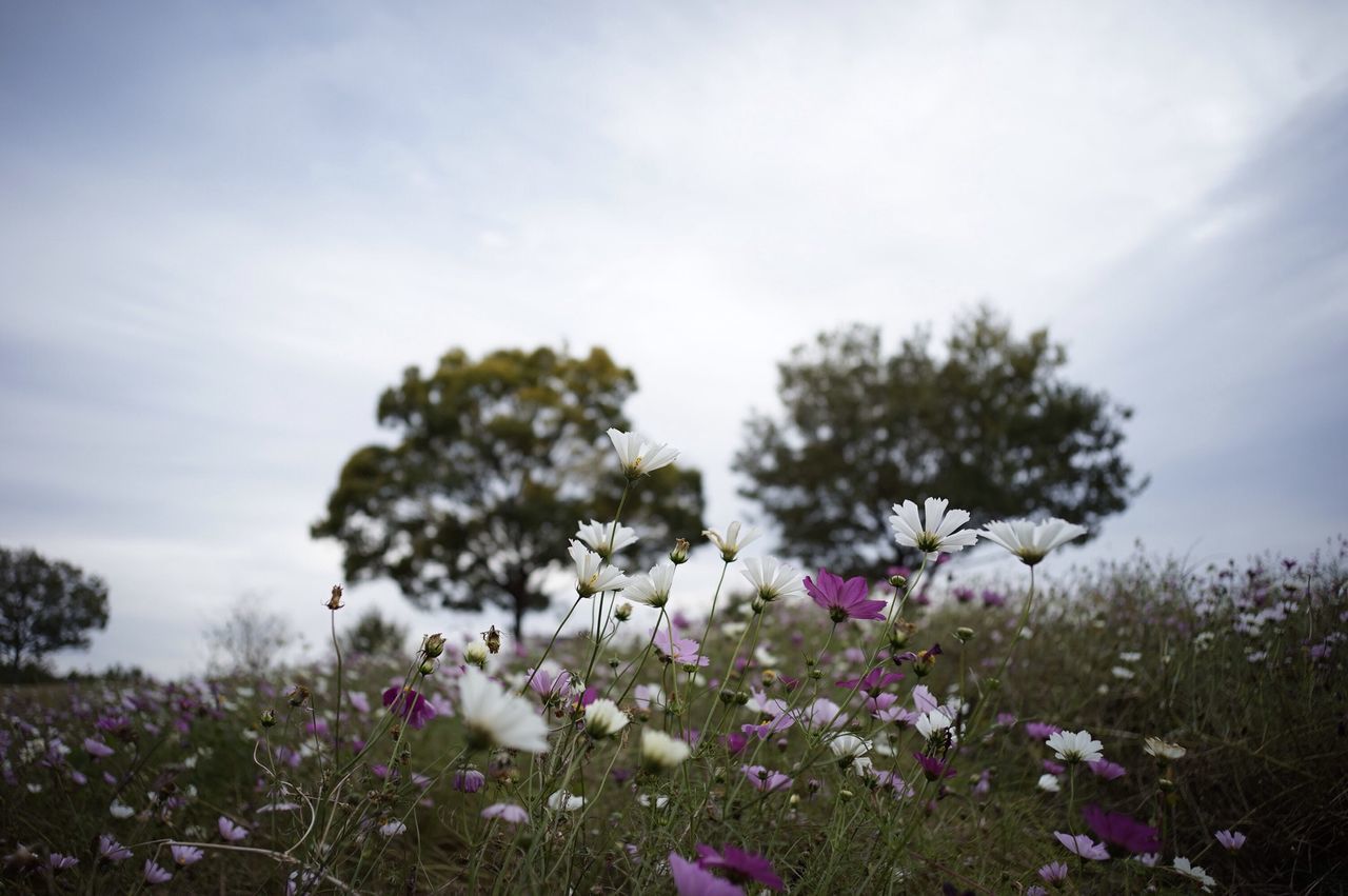 flower, freshness, growth, fragility, beauty in nature, sky, blooming, nature, field, petal, plant, tree, in bloom, blossom, cloud - sky, flower head, springtime, white color, tranquility, day