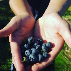 Cropped image of hand holding berries