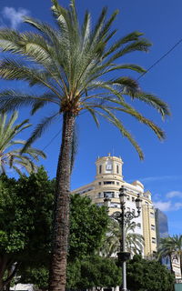 Low angle view of palm trees against sky