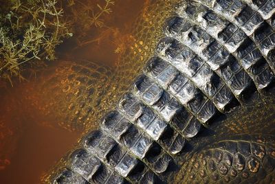 Close-up of crocodile