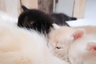 Close-up of cat sleeping