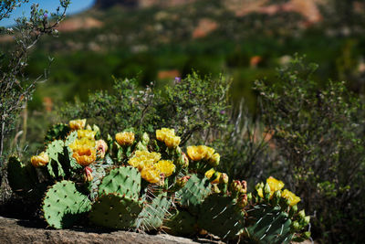 Close-up of yellow flowering plants on field