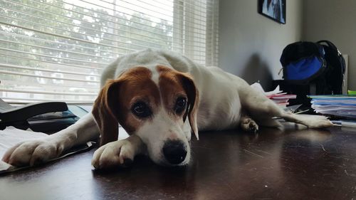 Close-up of dog relaxing at home