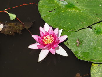 Pink lotus water lily in lake