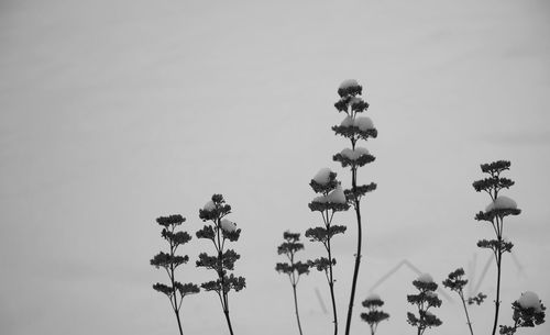 Low angle view of flowering plants against clear sky