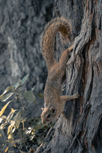 Close-up of squirrel